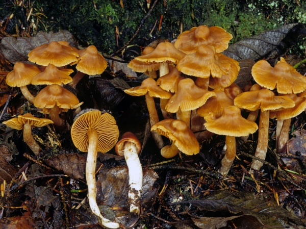 Photo of Cortinarius obtusus group by Michael Beug