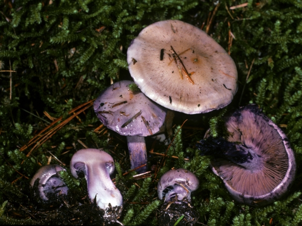 Photo of Cortinarius occidentalis group by Michael Beug