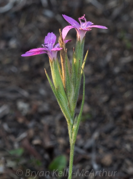 Photo of Dianthus armeria by Bryan Kelly-McArthur