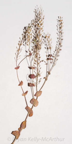 Photo of Lepidium perfoliatum by Bryan Kelly-McArthur