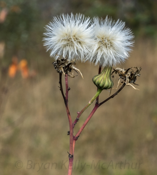 Photo of Sonchus arvensis by Bryan Kelly-McArthur