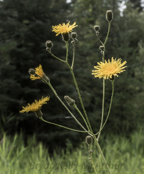 Photo of Sonchus arvensis by Bryan Kelly-McArthur