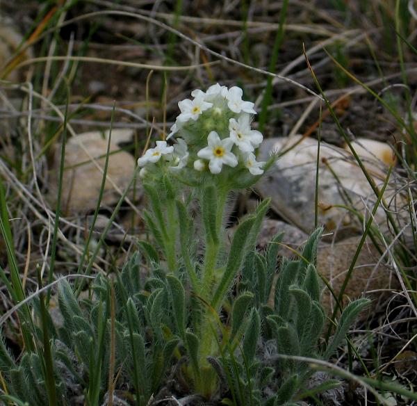 Photo of Cryptantha celosioides by Neil L. Jennings