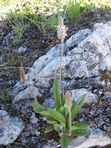 Photo of Plantago canescens by Frank Lomer