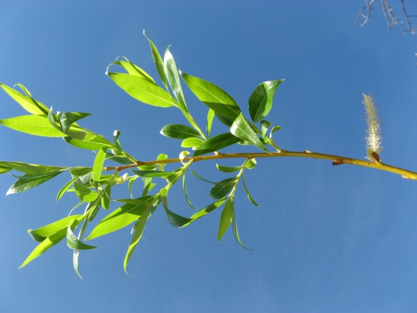 Photo of Salix x fragilis by Frank Lomer