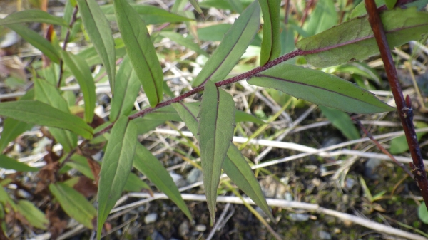 Photo of Canadanthus modestus by Allan  Carson