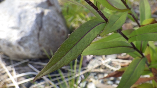 Photo of Canadanthus modestus by Allan  Carson