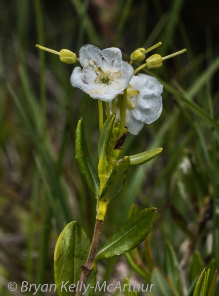 Photo of Kalmia microphylla by Bryan Kelly-McArthur
