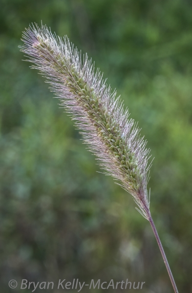 Photo of Setaria viridis by Bryan Kelly-McArthur