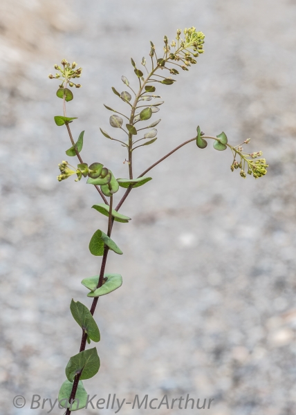Photo of Lepidium perfoliatum by Bryan Kelly-McArthur