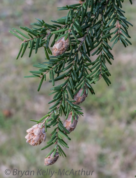 Photo of Tsuga heterophylla by Bryan Kelly-McArthur