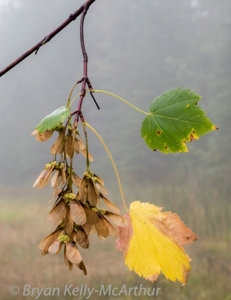 Photo of Acer glabrum by Bryan Kelly-McArthur