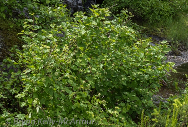 Photo of Physocarpus capitatus by Bryan Kelly-McArthur
