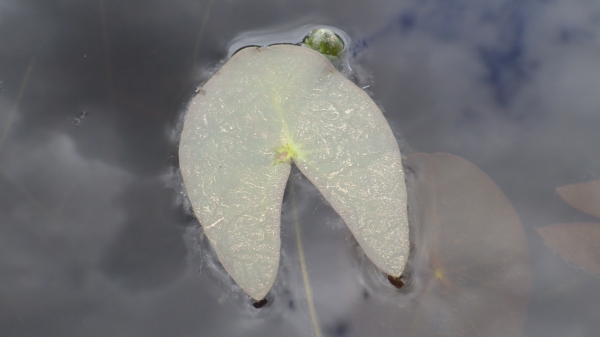 Photo of Nymphaea tetragona by Allan  Carson