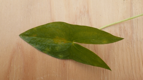 Photo of Nymphaea tetragona by Allan  Carson