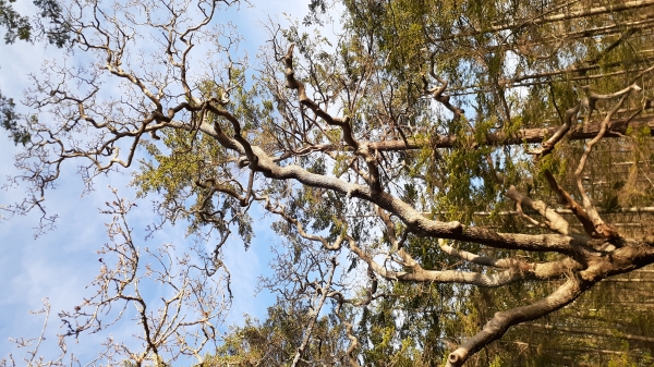 Photo of Quercus garryana by Allan  Carson