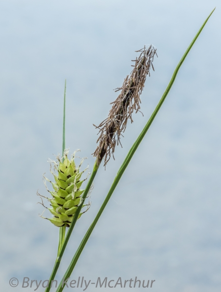 Photo of Carex aquatilis by Bryan Kelly-McArthur