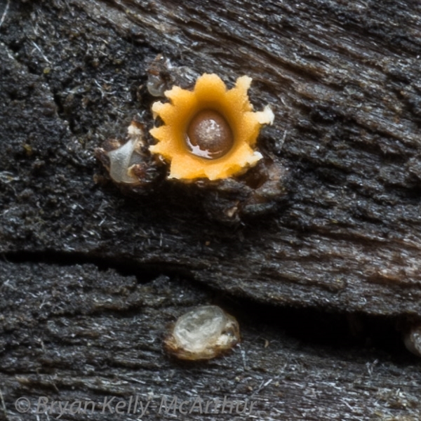 Photo of Sphaerobolus stellatus by Bryan Kelly-McArthur