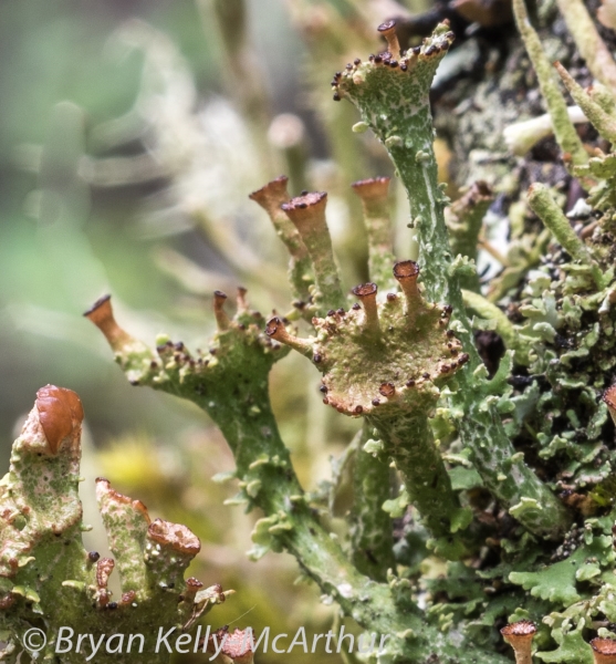Photo of Cladonia gracilis ssp. turbinata by Bryan Kelly-McArthur