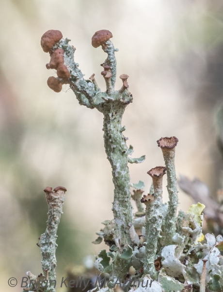 Photo of Cladonia gracilis ssp. turbinata by Bryan Kelly-McArthur
