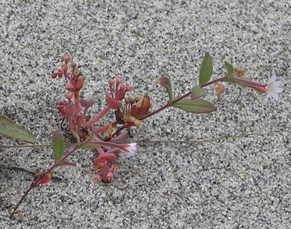 Photo of Claytonia exigua ssp. exigua by Liz Watkinson