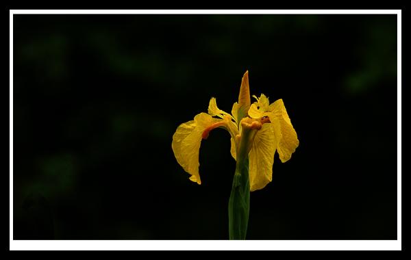 Photo of Iris pseudacorus by <a href="http://www.pbase.com/phototrex/flora">Fred Lang</a>