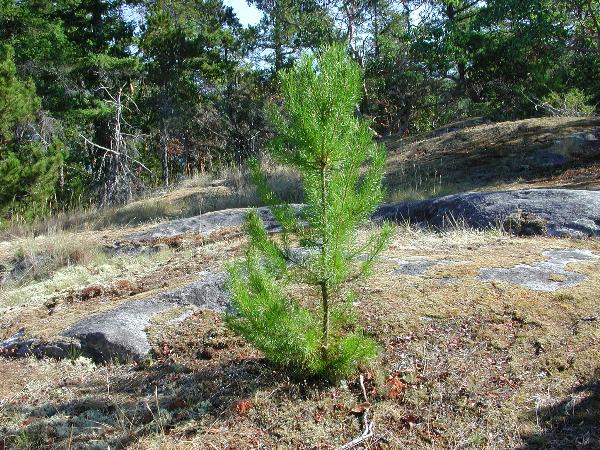 Photo of Pinus contorta var. contorta by Gary Lewis
