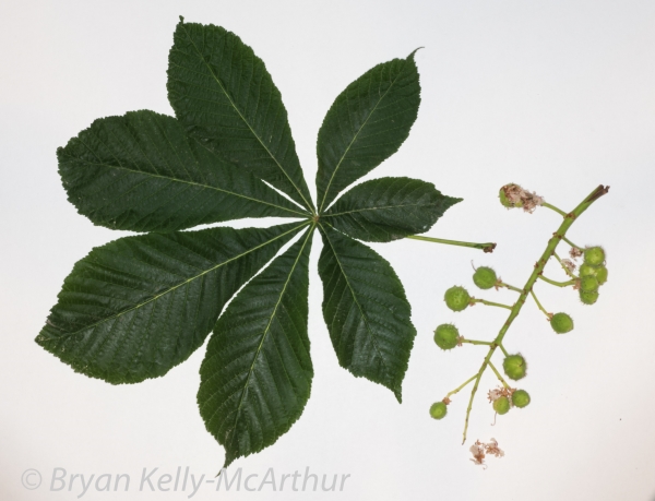 Photo of Aesculus hippocastanum by Bryan Kelly-McArthur