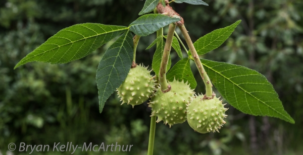 Photo of Aesculus hippocastanum by Bryan Kelly-McArthur