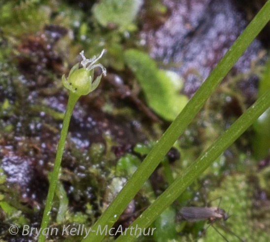 Photo of Stellaria obtusa by Bryan Kelly-McArthur