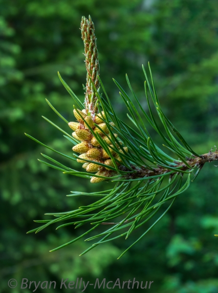 Photo of Pinus contorta by Bryan Kelly-McArthur