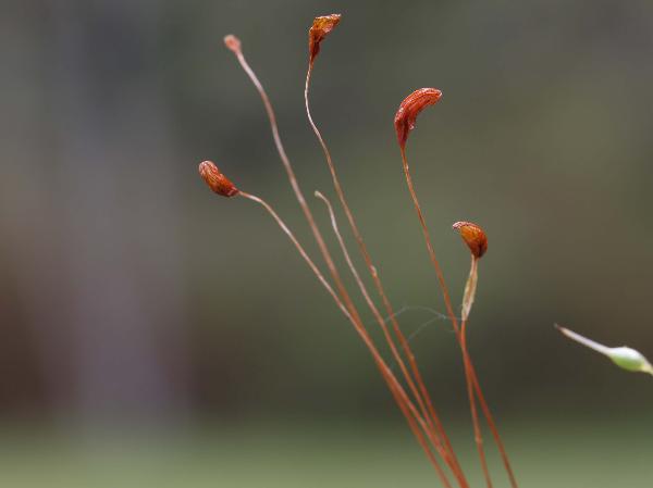 Photo of Funaria hygrometrica by Rod Innes