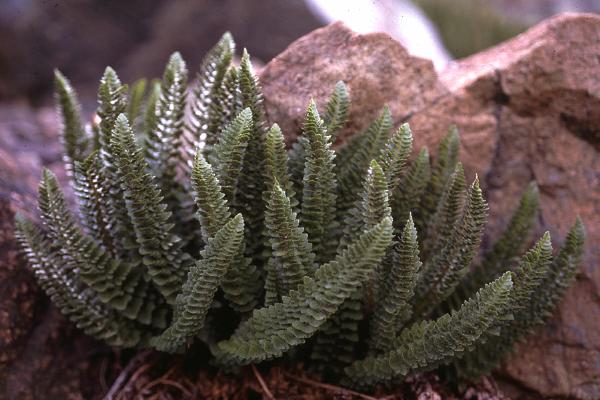 Photo of Polystichum lemmonii by Jim Riley