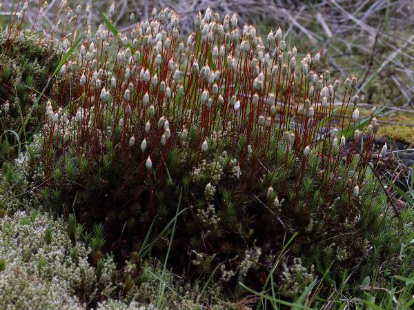 Photo of Polytrichum juniperinum by Rod Innes