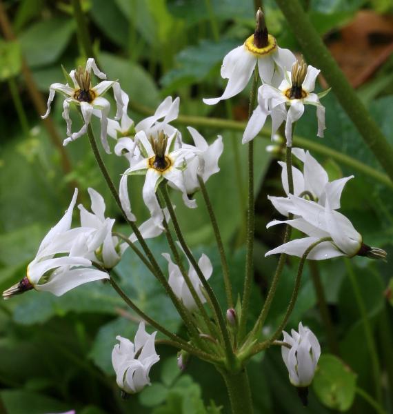 Photo of Dodecatheon hendersonii by <a href="http://zork.cs.uvic.ca/ttl">Mary  Sanseverino</a>
