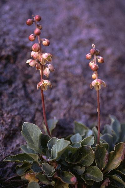 Photo of Pyrola picta by Jim Riley