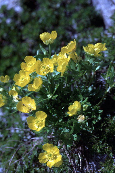 Photo of Ranunculus eschscholtzii by Jim Riley