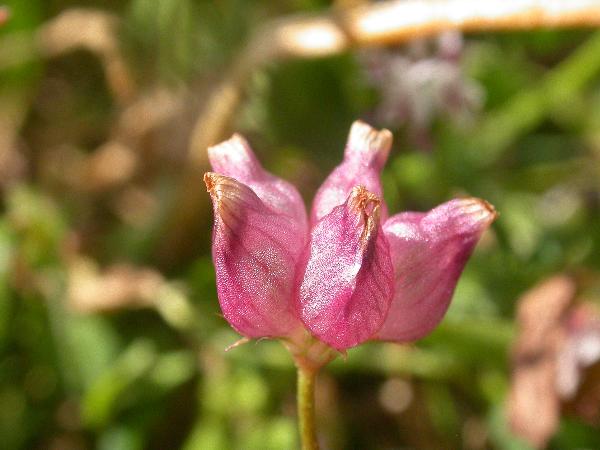 Photo of Trifolium depauperatum var. depauperatum by Jeremy Gatten