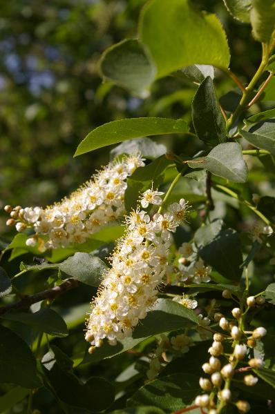 Photo of Prunus virginiana ssp. melanocarpa by Ryan Durand