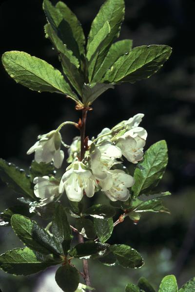 Photo of Rhododendron albiflorum by Jim Riley