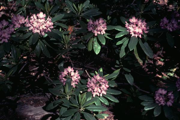 Photo of Rhododendron macrophyllum by Jim Riley