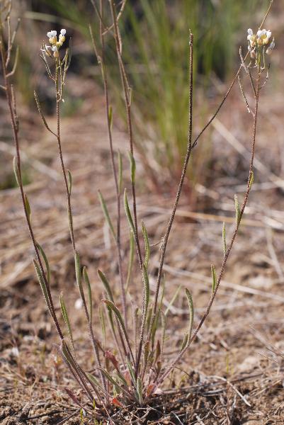 Photo of Sandbergia whitedii by Virginia Skilton