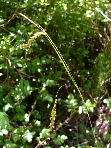 Photo of Carex sylvatica by Jamie Fenneman