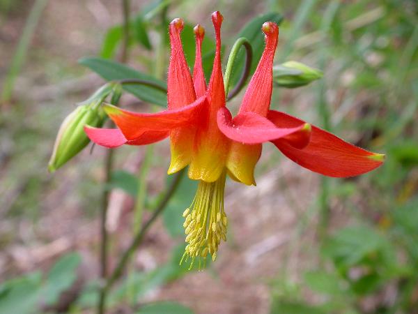 Photo of Aquilegia formosa by Terry Finch