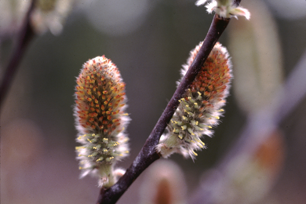 Photo of Salix hookeriana by Jim Riley