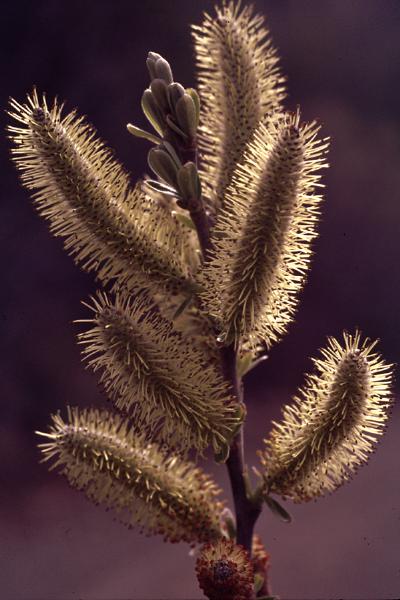Photo of Salix scouleriana by Jim Riley