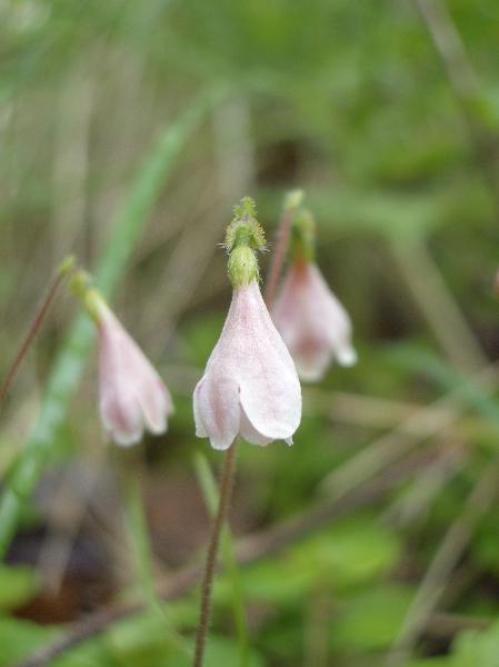 Photo of Linnaea borealis ssp. longiflora by <a href="http://www.cicerosings.blogspot.com">Eileen Brown</a>