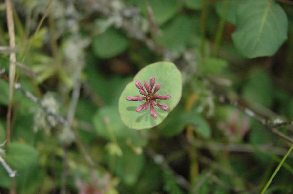 Photo of Lonicera hispidula by Jeremy Gatten