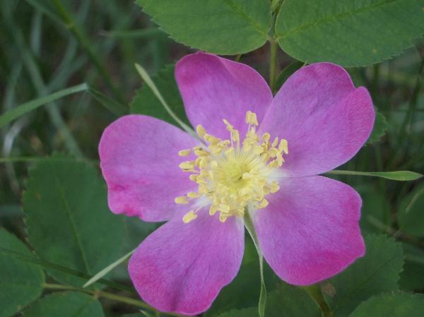 Photo of Rosa pisocarpa by <a href="http://www.cicerosings.blogspot.com">Eileen Brown</a>