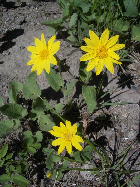 Photo of Arnica cordifolia by <a href="http://www.cicerosings.blogspot.com">Eileen Brown</a>